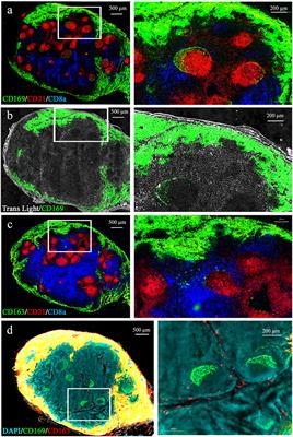 Macrophage-B Cell Interactions in the Inverted Porcine Lymph Node and Their Response to Porcine Reproductive and Respiratory Syndrome Virus